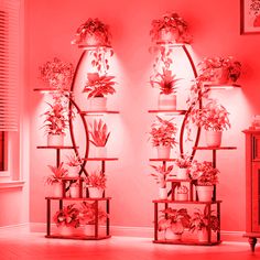 two shelves filled with potted plants in front of a red wall