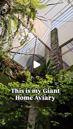 Bird Atrium In House, Diy Bird Aviary Indoor, Atriums In Houses, Indoor Bird Room Ideas, Parrot Enclosure, Aviary Ideas, Waterfall Pond, Birds Tropical