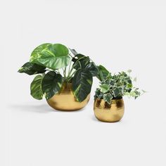 two gold planters with green plants in them on a white background, one is filled with leaves