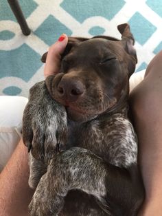 a person holding a brown and white dog in their lap with his eyes closed while he sleeps