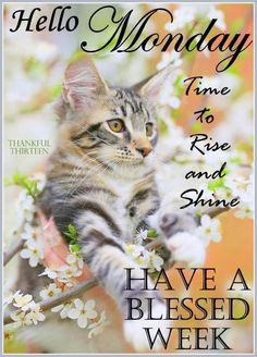 a kitten sitting on top of a tree branch with the words hello monday time to rise and shine