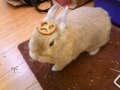 a small rabbit with a pretzel in its ear sitting on the floor next to a bag