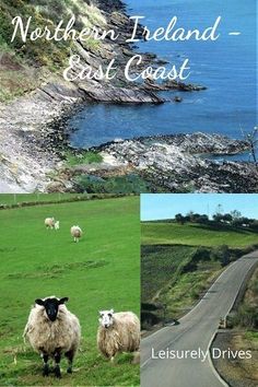 there are pictures of sheep on the side of the road and in front of the ocean