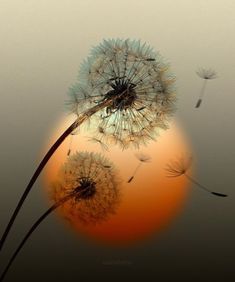 a dandelion blowing in the wind on a gray and orange background with an orange sun behind it