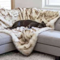 a dog laying on top of a couch covered in fur and blanket next to a window