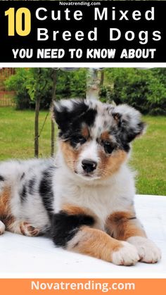 10 Adorable Mixed Breed Dogs You'll Fall in Love With Cutest Dogs, Breed Dogs, Mixed Breed Dogs, Mixed Breed, Dog Training Tips, Dog Stuff, Dog Supplies, Dog Treats, Dog Love