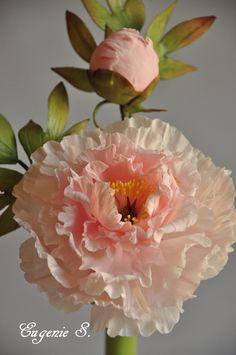 two large pink flowers with green leaves in the foreground and an empty white background