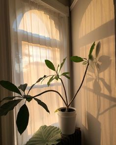 a potted plant sitting in front of a window