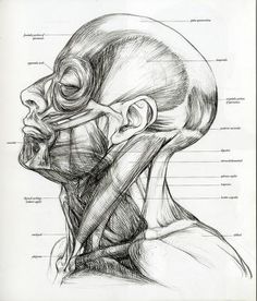 a drawing of the head and neck in a book