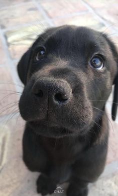 a black puppy is looking up at the camera