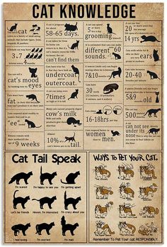 Cat Knowledge Table Pet Love Vintage Knowledge Poster, Animal Facts, Cat Facts, Cat Posters, Cats And Dogs, Samhain, Cat Care