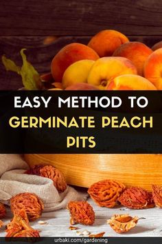 the words easy method to germinate peach pits are in front of some fruit