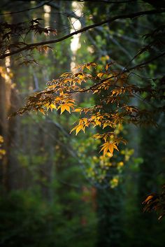 the sun shines through the trees in the forest, making it appear to be changing colors