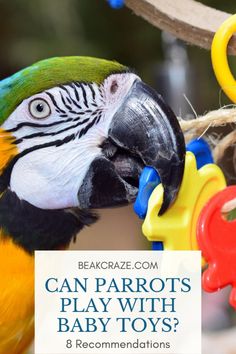 a colorful parrot with the words can parrots play with baby toys?