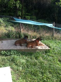 two dogs are laying down in the grass