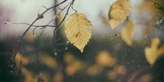 some yellow leaves on a tree branch in the rain