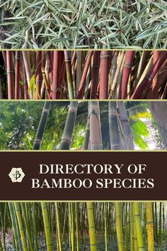 different types of bamboo trees with the words directory of bamboo species on top and bottom