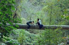 three people are sitting on a fallen tree in the woods and one is taking a photo