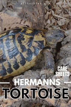 there is a small turtle on the ground with text overlay that reads, care sheets hermans tortoise