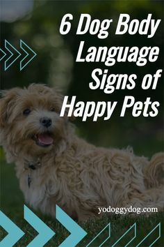 a dog with the words 6 dog body language signs of happy pets