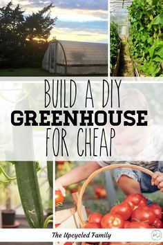 the words build a diy greenhouse for cheap are shown above pictures of tomatoes and cucumbers