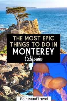 the most epic things to do in monterey california