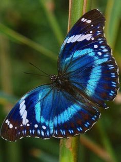 a blue and white butterfly sitting on top of a green plant in the middle of water