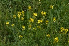 some yellow flowers are growing in the tall grass and green plants on the side of the road