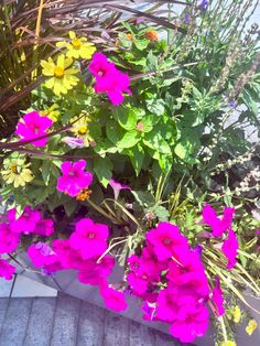 purple and yellow flowers are growing in a planter