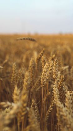 an image of a wheat field that is ready to be harvested