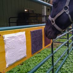 a horse sticking its head over a fence to look at the grass in front of it