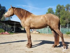 a large brown horse standing on top of a dirt field next to a fenced in area