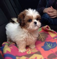 a small brown and white dog sitting on top of a blanket