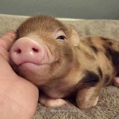 a person is holding a small pig in their hand and it looks like they are hugging each other