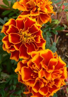 two orange and yellow flowers in the middle of some plants with green leaves on them