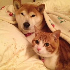 two dogs and a cat laying on a bed under covers with the dog looking at the camera