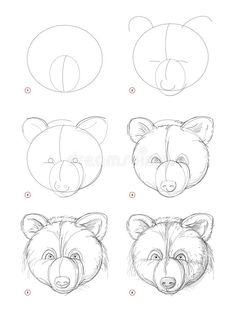 how to draw a bear head step by step with pictures for kids and beginners