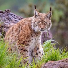 a bobcat is standing in the grass near some rocks