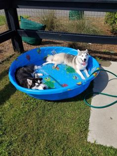 two dogs laying in a blue pool on the grass next to a dog leash and water hose