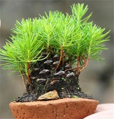 a small pine tree is growing out of a potted plant in someone's hand