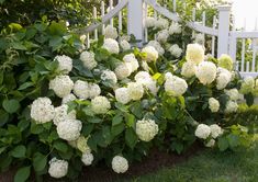 white hydrangeas are growing in the grass near a picket fence and shrubbery