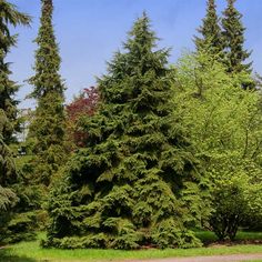 some very pretty trees by the side of a road with no one on it's sides