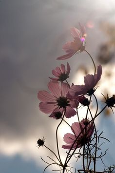 some pink flowers in front of a cloudy sky