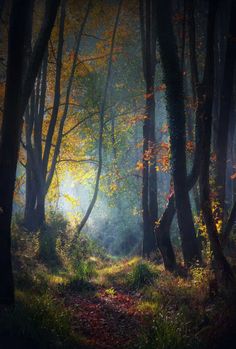 the sun shines through the trees and leaves on the ground in this forest scene