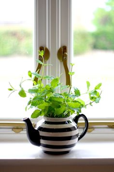 a potted plant sitting on top of a window sill