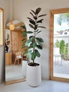 a potted plant sitting on top of a white table next to a mirror in a room