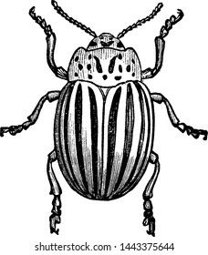 a beetle is shown in this black and white drawing, it appears to be an insect with