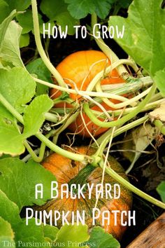 pumpkins growing in the garden with text overlay how to grow a backyard pumpkin patch