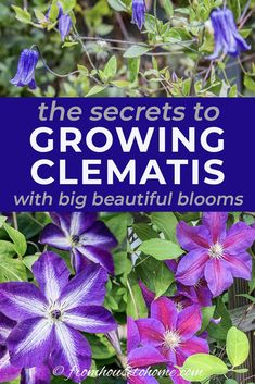 the secrets to growing clematis with big beautiful blooming plants in your garden