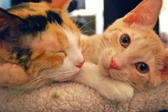 two cats cuddle together on a blanket